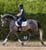 Annuncio cavallo
