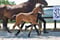Horse ad