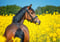 Horse ad
