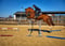 Annuncio cavallo