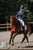 Horse ad