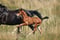 Annuncio cavallo