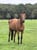 Horse ad