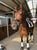 Paardadvertentie