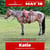 Anuncio de caballos