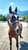 Annuncio cavallo