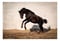 Horse ad