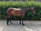 Horse ad