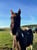 Annonce cheval