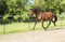 Horse ad