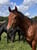 Horse ad