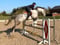 Annuncio cavallo
