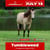Annuncio cavallo