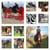 Horse ad