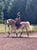 Annonce cheval