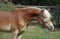 Horse ad