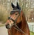 Annuncio cavallo