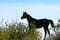 Annuncio cavallo