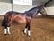 Horse ad