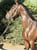 Annuncio cavallo