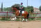 Horse ad
