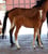 Annuncio cavallo