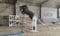 Annuncio cavallo