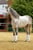 Horse ad