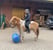 Annuncio cavallo