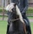 Horse ad
