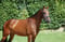 Annuncio cavallo