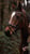 Horse ad