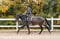 Horse ad