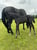 Annuncio cavallo