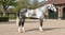 Annuncio cavallo