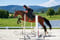 Annonce cheval