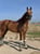 Horse ad