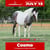 Annuncio cavallo