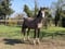 Annuncio cavallo