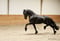 Horse ad
