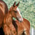 Anuncio de caballos
