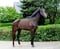Annuncio cavallo