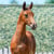 Annuncio cavallo