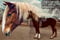 Horse ad