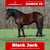 Annuncio cavallo