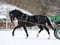 Horse ad