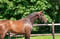 Annuncio cavallo