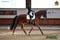 Horse ad