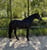 Horse ad