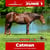 Paardadvertentie